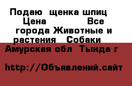 Подаю. щенка шпиц  › Цена ­ 27 000 - Все города Животные и растения » Собаки   . Амурская обл.,Тында г.